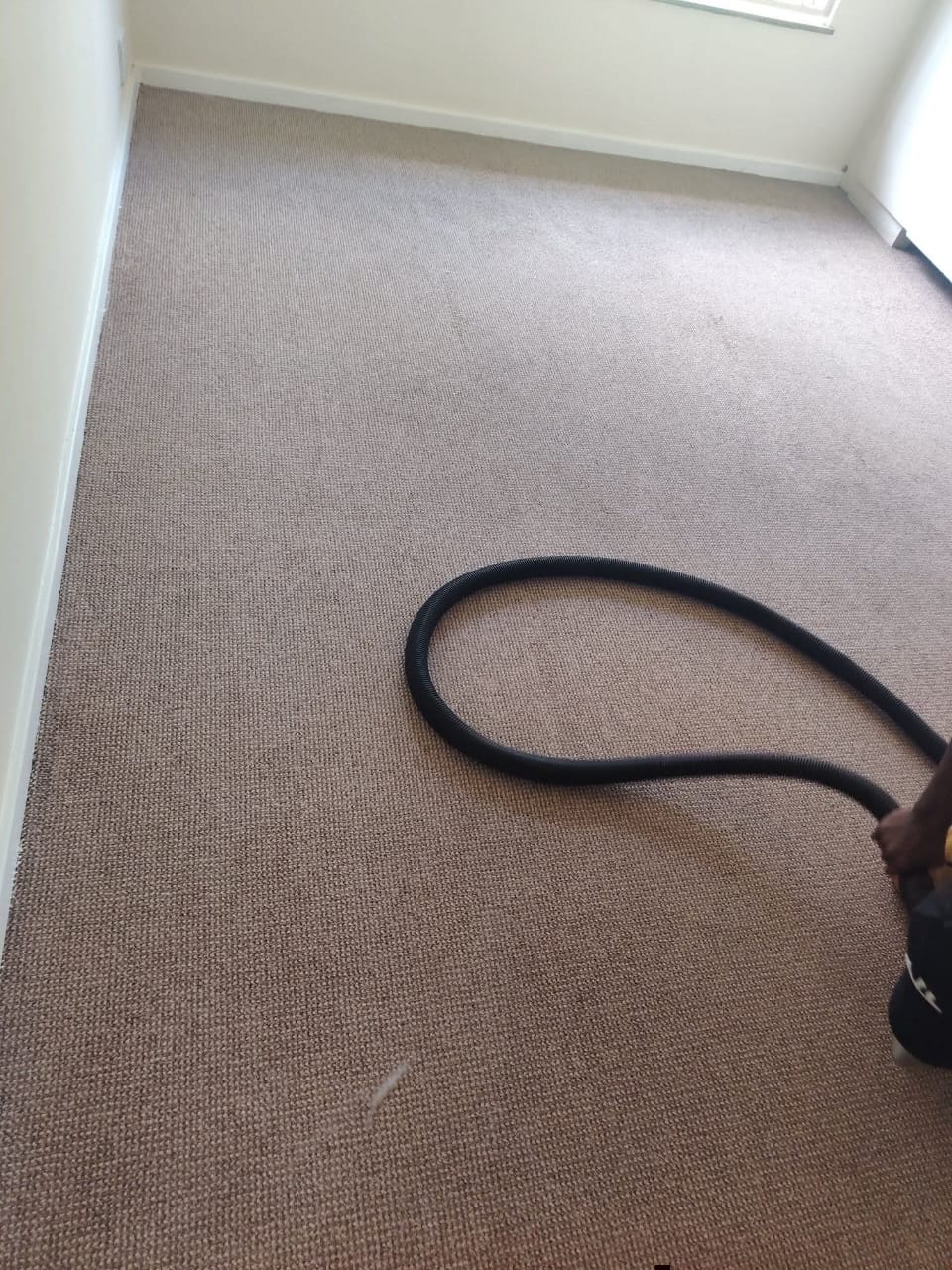 Extraction hose on a freshly cleaned carpet